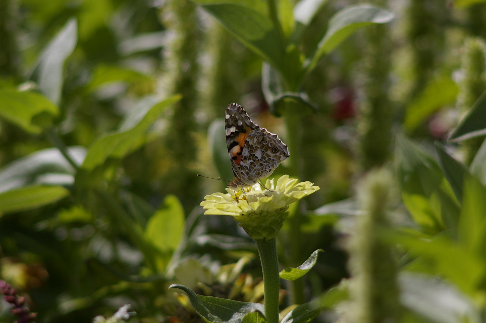 un papillon