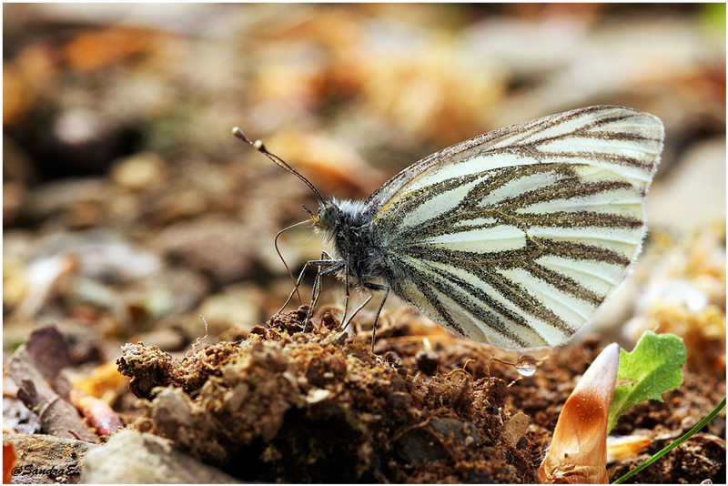 Un papillon ...