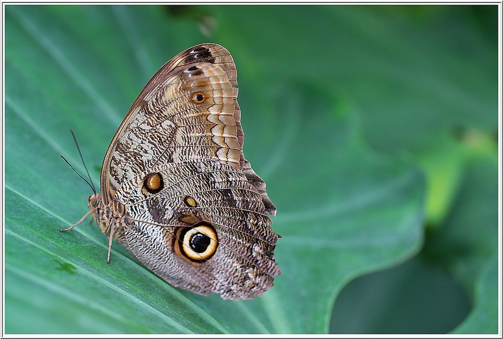 Un papillon aux couleurs chatoyantes