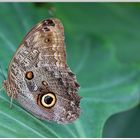 Un papillon aux couleurs chatoyantes