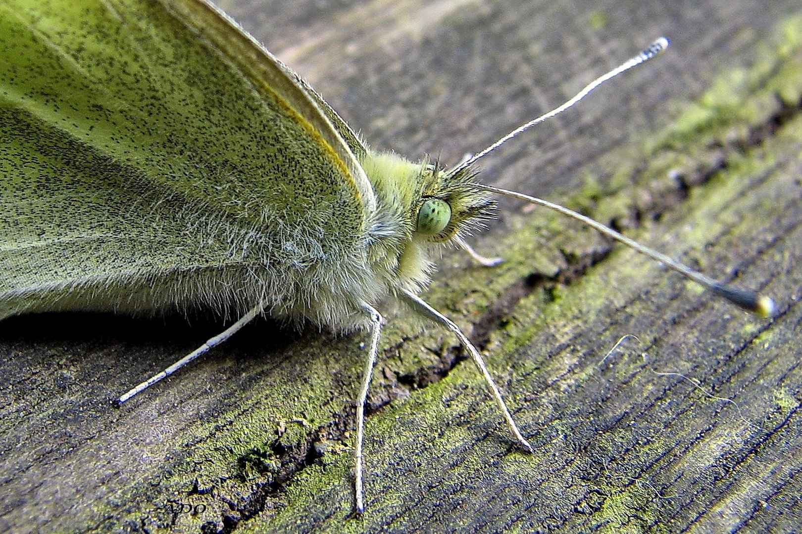 un papillon 