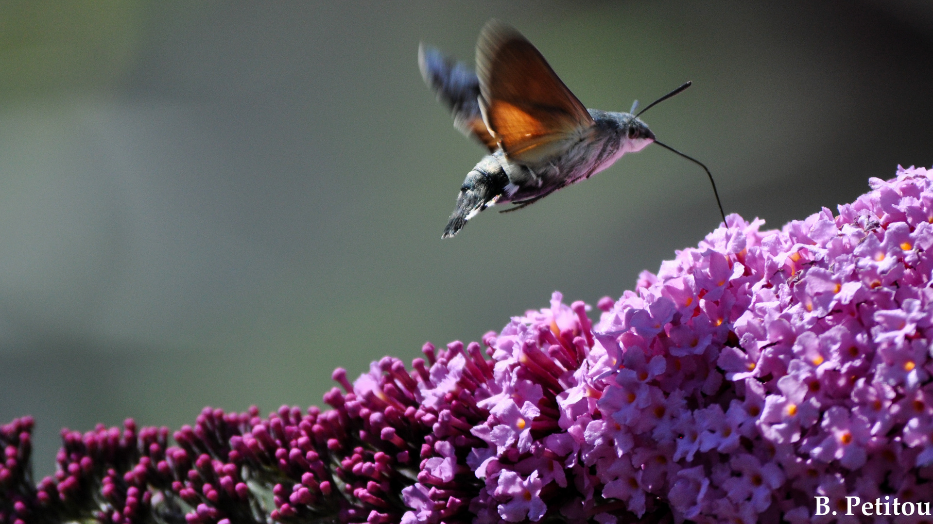 Un papillon colibri en plein festin