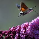 Un papillon colibri en plein festin