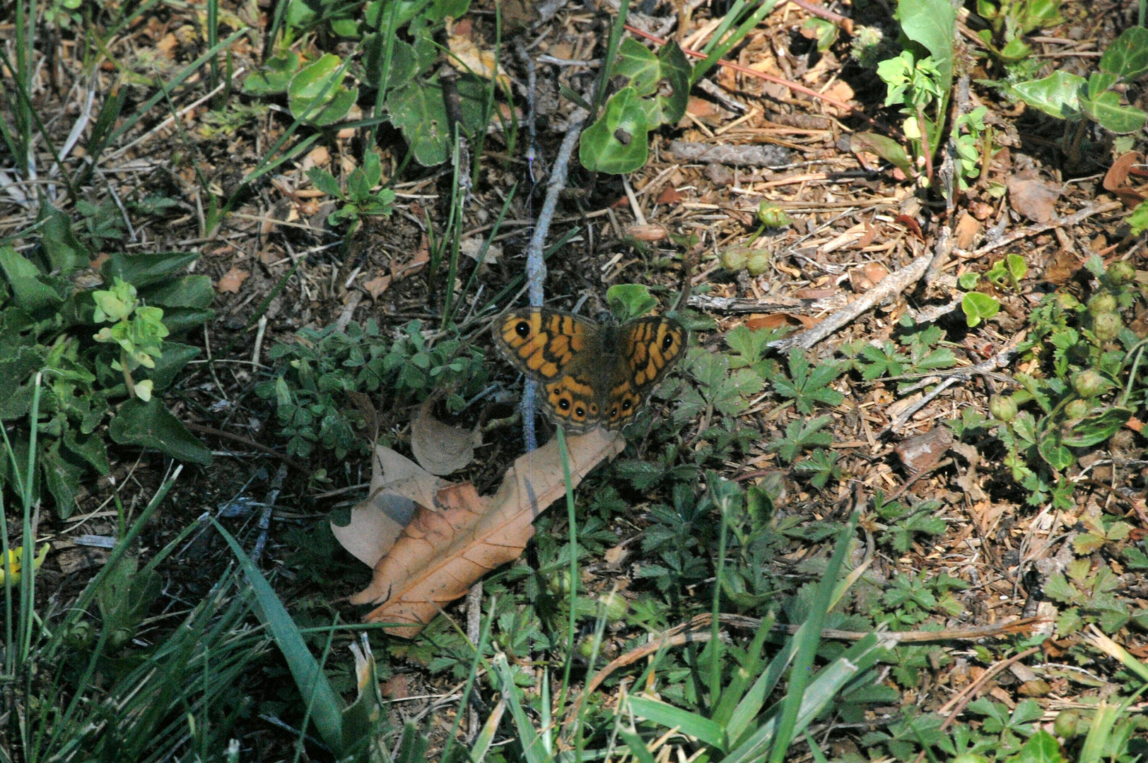 un papillon dans le jardin