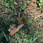 un papillon dans le jardin