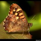 " Un papillon dans mon jardin "