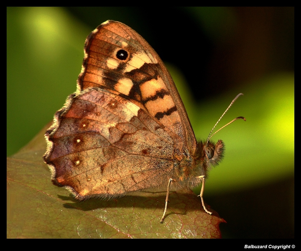 " Un papillon dans mon jardin "