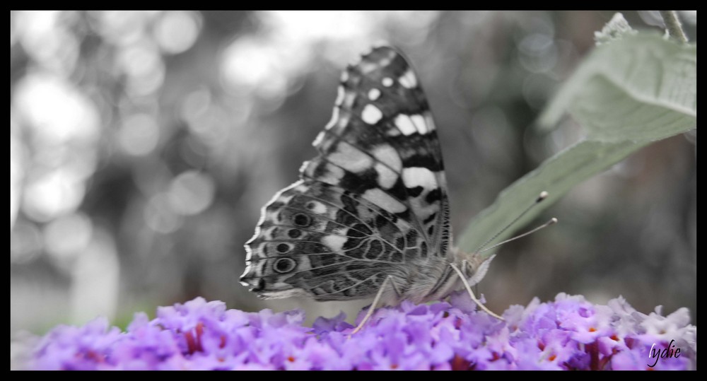 Un papillon dans mon jardin...