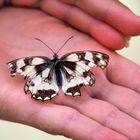 Un papillon demi-deuil en bien triste état