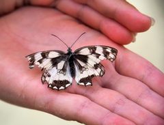 Un papillon demi-deuil en bien triste état