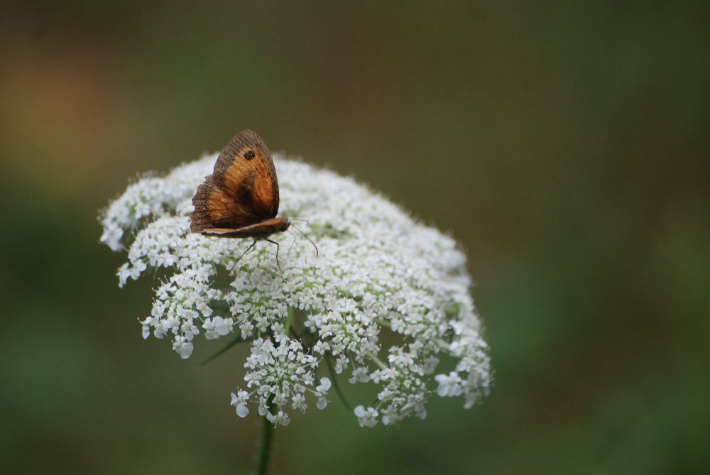 un papillon