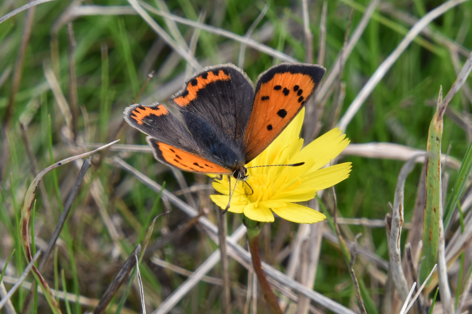 Un papillon encore en forme....