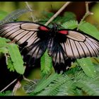 " Un papillon inconnu "