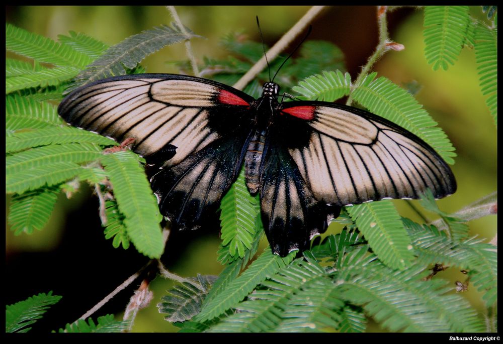 " Un papillon inconnu "