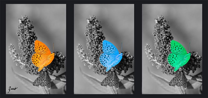 Un papillon peut en cacher un autre