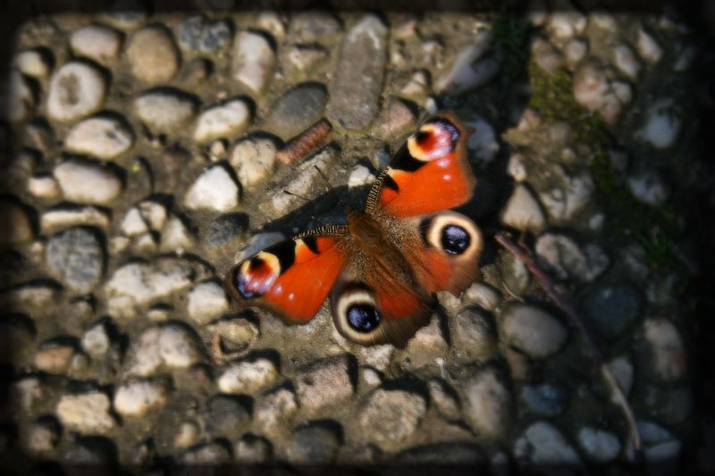 Un papillon se pose