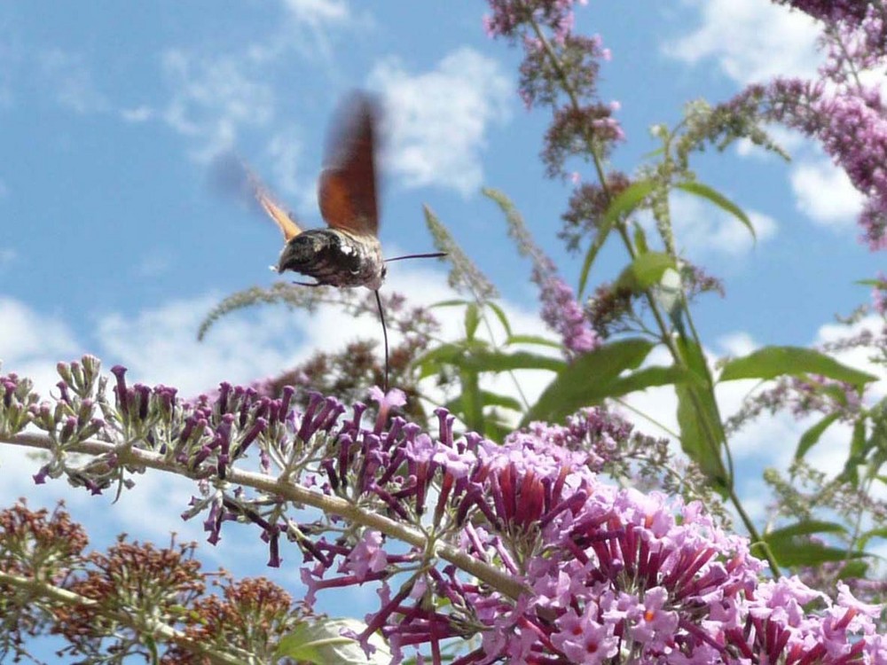 un papillon sphynx-colibri