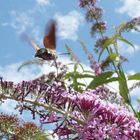 un papillon sphynx-colibri