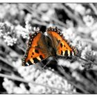 Un papillon sur la lavande...