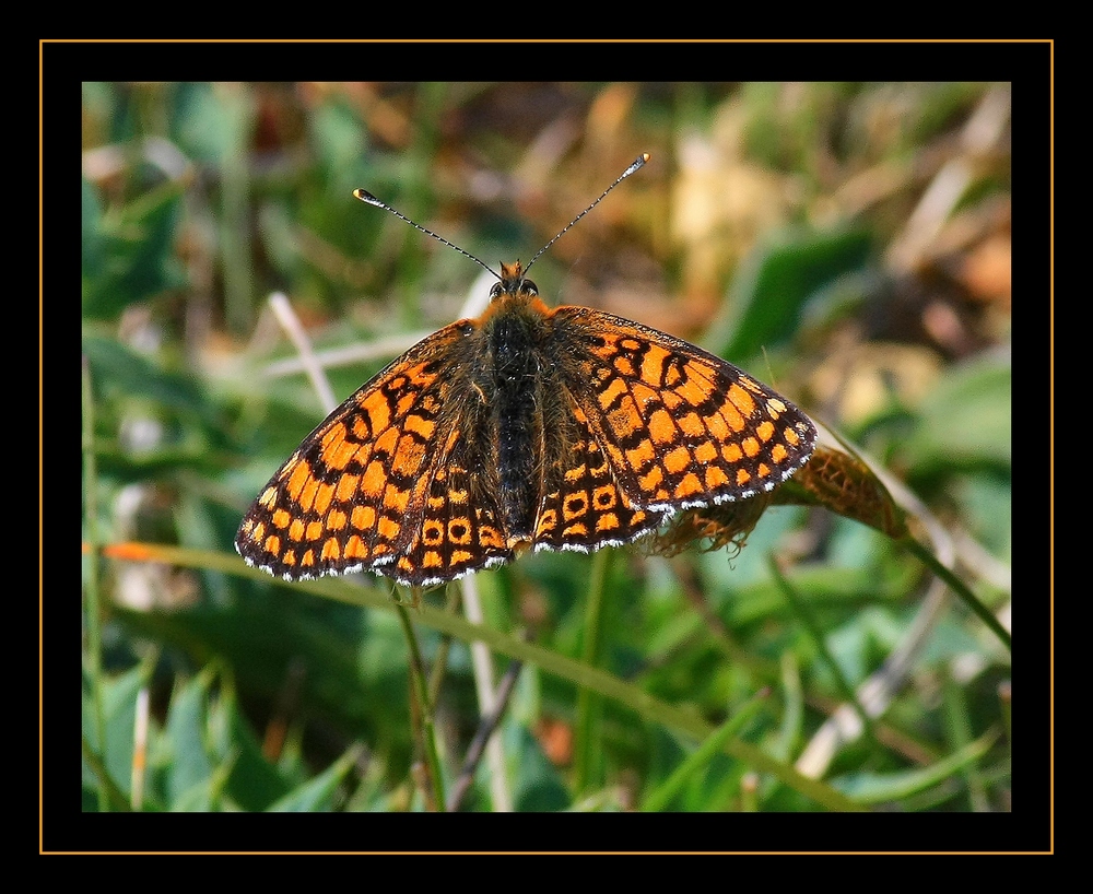 " Un papillon sur le bord du marais "