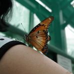Un papillon sur l'épaule