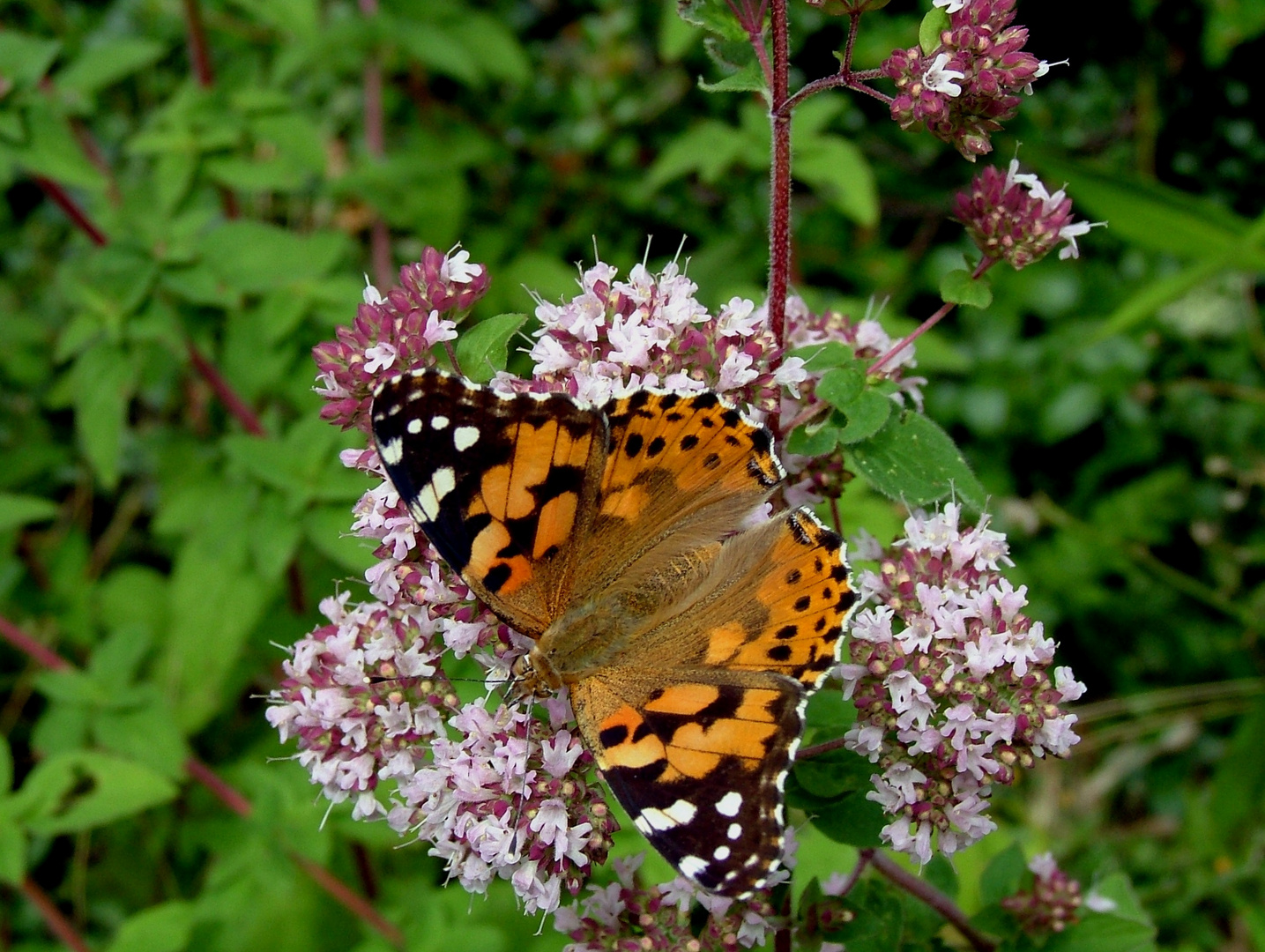 un papillon sur l'origan !