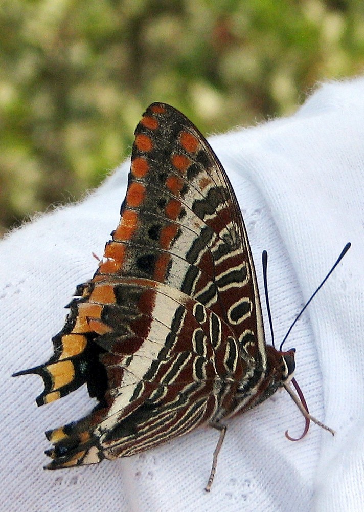 UN PAPILLON SUR MON EPAULE