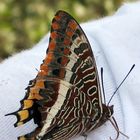 UN PAPILLON SUR MON EPAULE