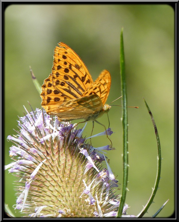 Un papillon sur une fleur de chardon