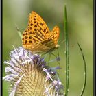 Un papillon sur une fleur de chardon