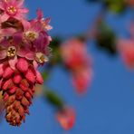 un par un les boutons ouvrent au soleil