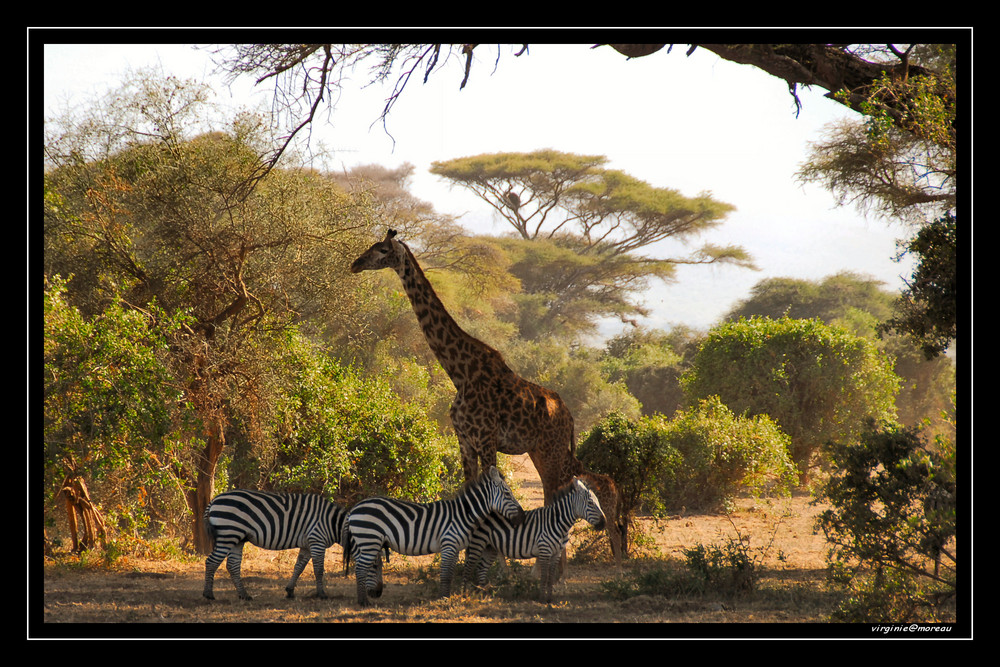 Un paradis à Amboseli