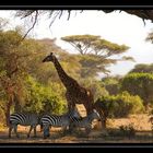 Un paradis à Amboseli