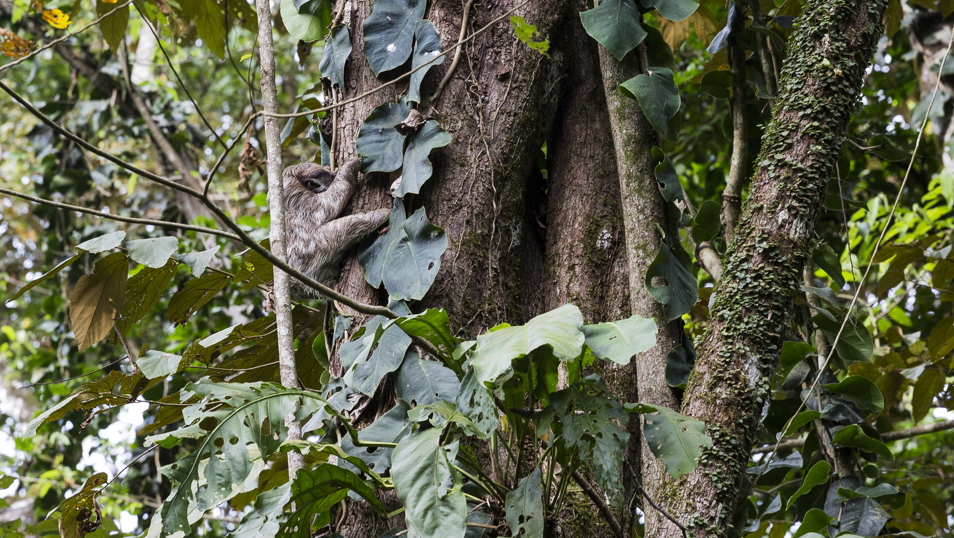 Un paresseux - Costa Rica