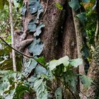 Un paresseux - Costa Rica