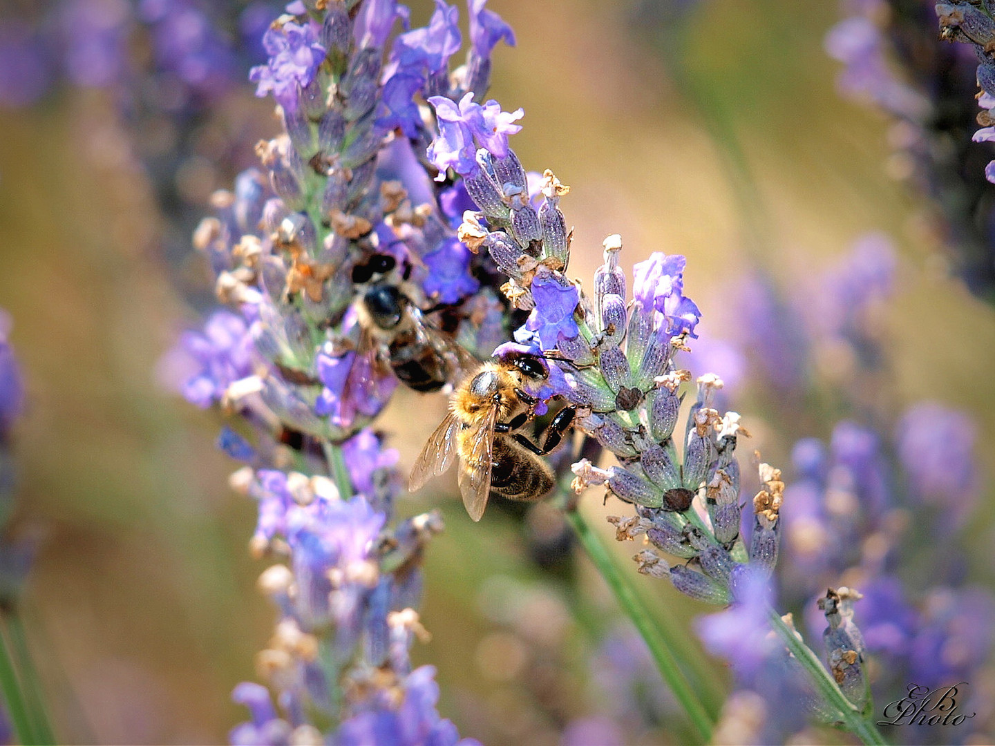 un parfum de provence