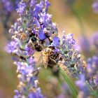 un parfum de provence