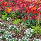 Un parterre de fleurs de printemps