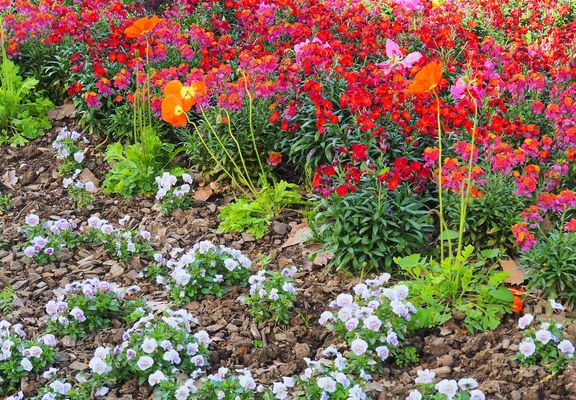 Un parterre de fleurs de printemps