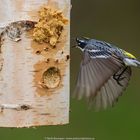 Un paruline attirée par mon pain d'oiseau. 