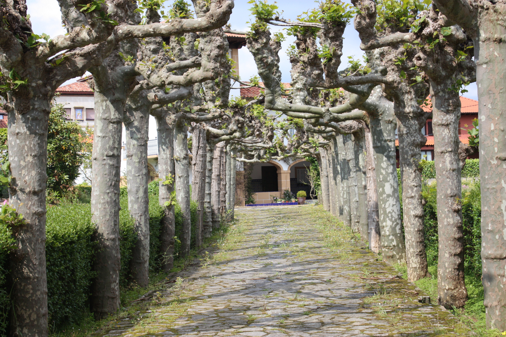 Un paseo entre árboles