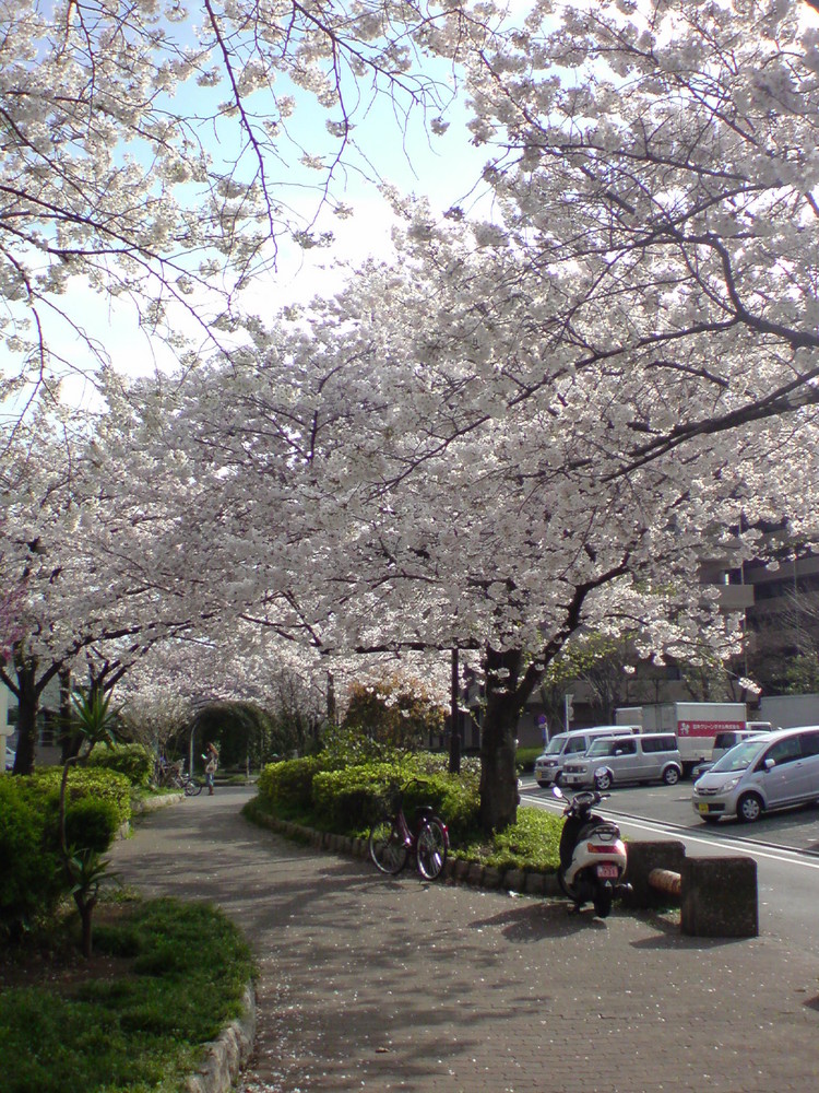 Un paseo ordinario en primavera