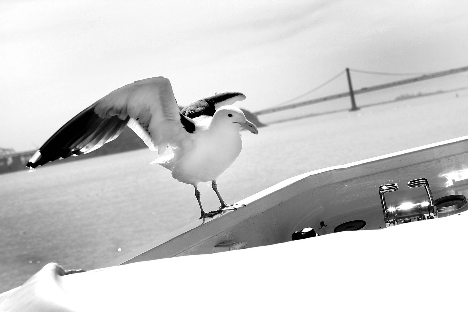 un passaggio dal Golden Gate ad Alcatraz