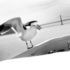 un passaggio dal Golden Gate ad Alcatraz