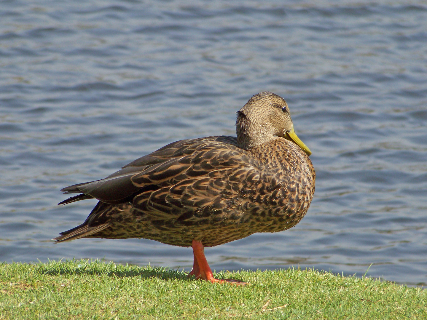 Un pato