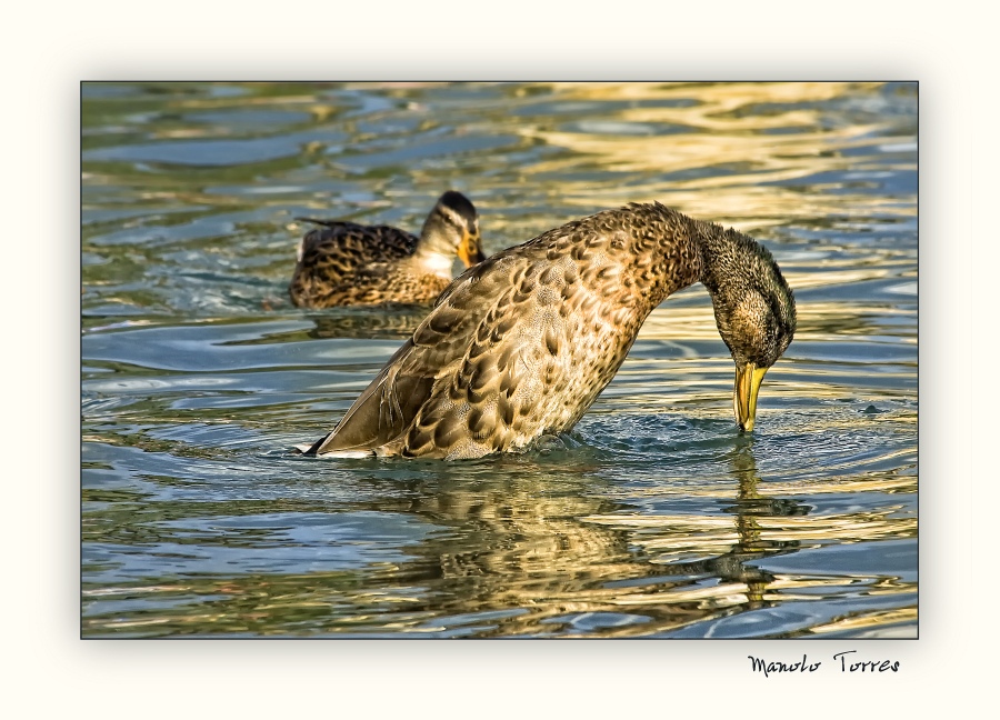 Un pato al final de la tarde