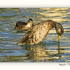 Un pato al final de la tarde