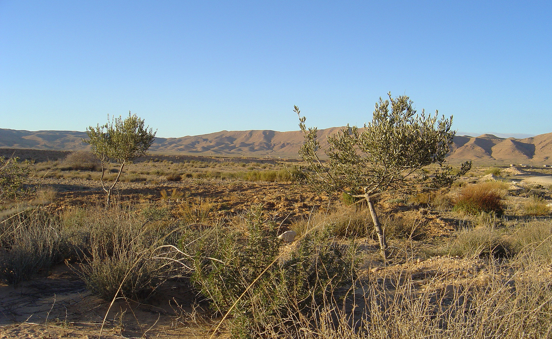 Un paysage près de Kasserine