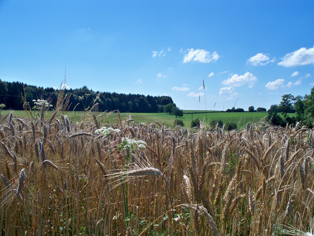 Un paysage pris dans les vosges!