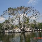 UN PEQUEÑO ISLOTE EN LA LAGUNA DONDE ANIDAN LAS GARZA